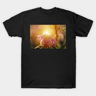 Winter meadow at sunrise T-Shirt